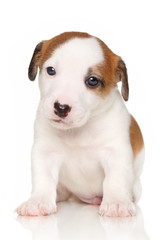 Jack Russell terrier puppy