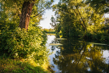 green forest and river