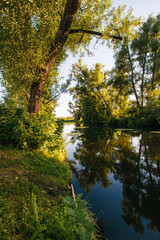 green forest and river