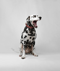 Dalmatian dog sitting and yawns