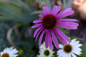 Fioletowa jeżówka  © fifanii