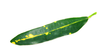 Green leaf isolated on white