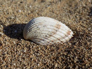 Shell in sand