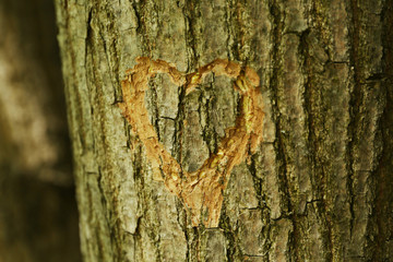 heart carved in tree close up