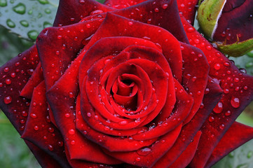 Baccara