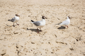 seagulls are flying against the beach