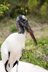 portrait of a Wood stork on a background of green grass. Nature background
