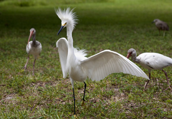 White egret  with ruffled feathers protecting territory. White Crane