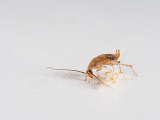 Small, young German cockroach, Blattella germanica, eating crumb