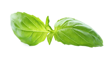 Green fresh basil isolated in white