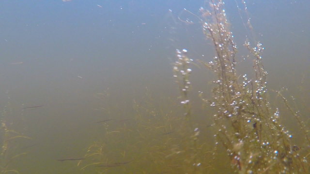 Underwater World of the River/ The camera moves under the water of the river among the seaweed and fish. On the algae air bubbles
