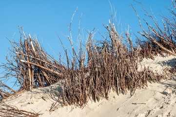 Detail of sand dunes with willow twigs fences against blue sky on Spiekeroog island, Lower Saxony, Germany.