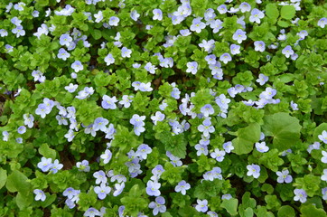 Obraz na płótnie Canvas Summer blue forest flowers