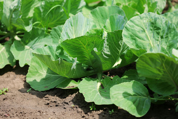 Naklejka premium Organic cabbages in vegetable garden