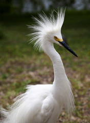 White egret  with ruffled feathers protecting territory. White Crane
