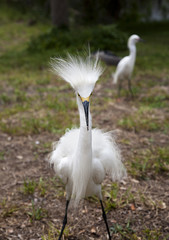 White egret  with ruffled feathers protecting territory. White Crane