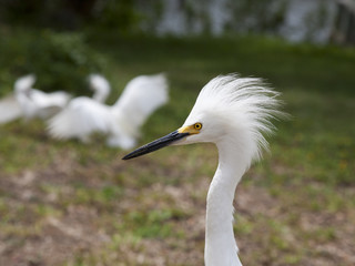 White egret  with ruffled feathers protecting territory. White Crane