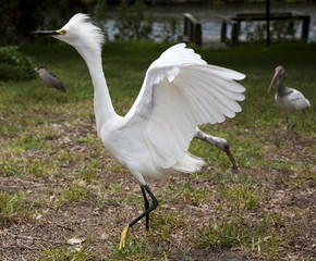 White egret  with ruffled feathers protecting territory. White Crane