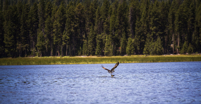Osprey Catch of the Day