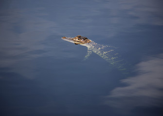 young aligator  resting on the lake. On a nature background .