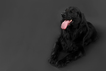 Portrait of big black dog on black background