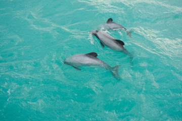 Obraz premium Dolphin mammal