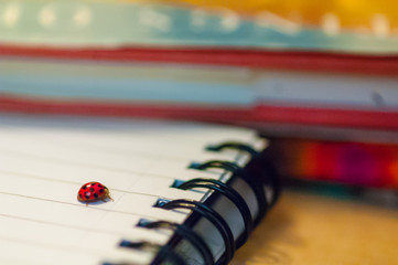 Ladybug on notebook