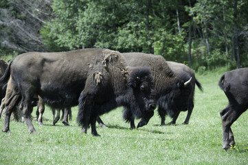 buffalo