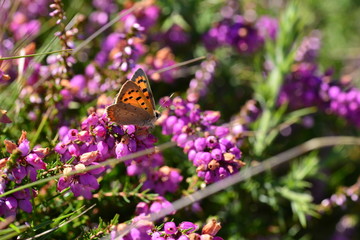 Small Copper Butterfly,U.K.  Macro image of an insect on purple heather.