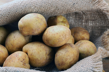 Young potatoes on sackcloth close up