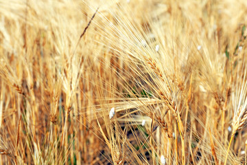 Beautiful summer field