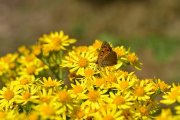 Small Copper Butterfly, U.K. Macro image of an insect on a St.John's Wort plant.