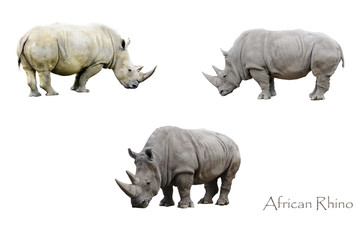 Obraz premium African Rhinos