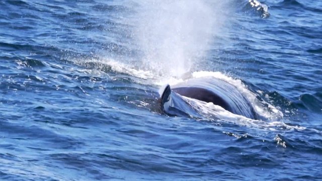 m&auml;nnlicher Pottwal in Norwegen