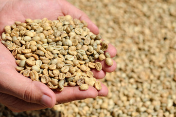 Fresh coffee beans in the hands