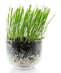 Green grass in transparent pot, isolated on white