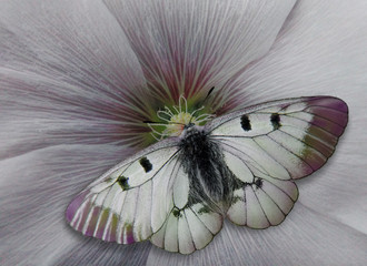 Butterfly on hollyhock flower