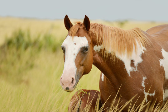 Pinto quarter horse mare feeding its colt in a horse farm in Panama