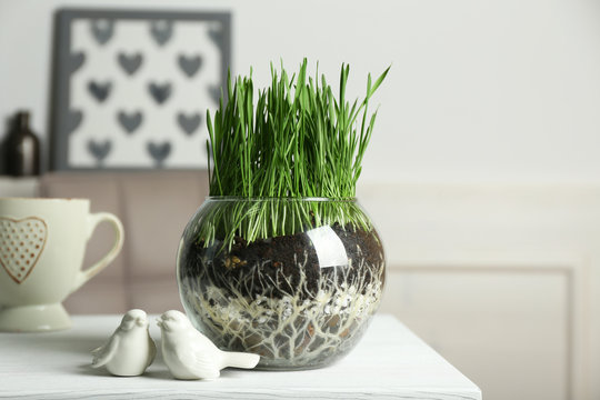 Transparent pot with fresh green grass on table