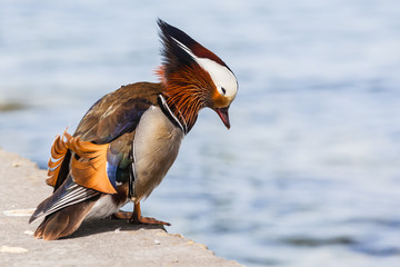 Male Mandarin duck