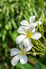 Rain drops on plumeria