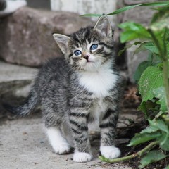 Fototapeta premium katze liebkost