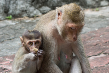 Fototapeta premium サルの親子の愛 