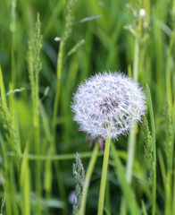 dandelion in germany