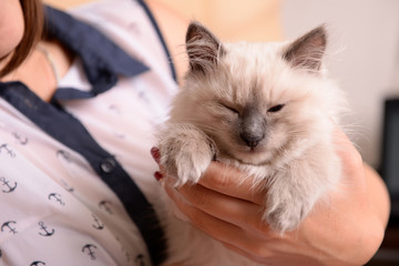 Woman holding cute little kitten close up