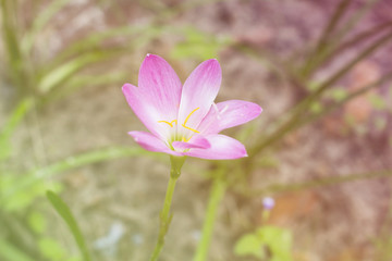Obraz na płótnie Canvas pink rain lily flower with vintage pastel toned, soft focus