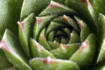 Beautiful succulent plant with water drops close up