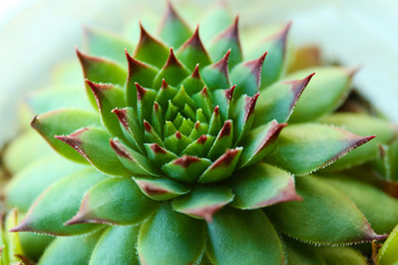 Beautiful succulent plant close up