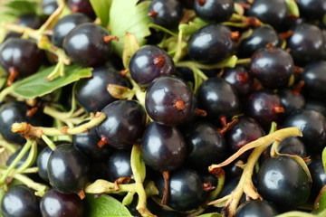 Pile of black currants, closeup