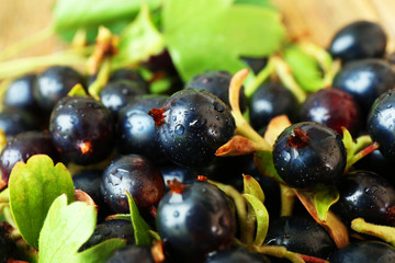 Pile of wet black currants, closeup